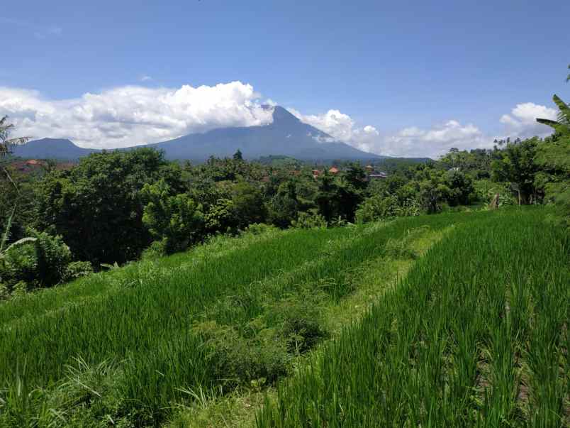 tanah jasri