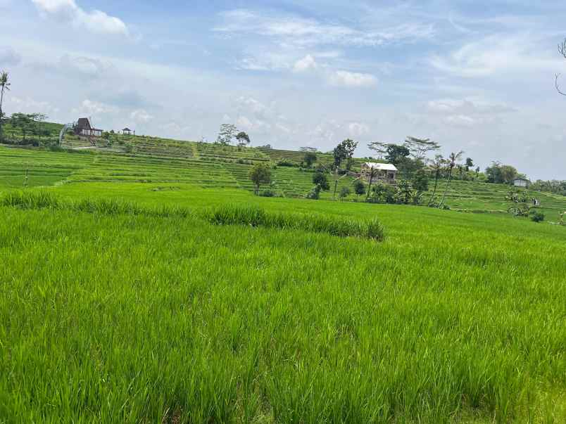 tanah karangpandan 1670m datar subur karanganyar