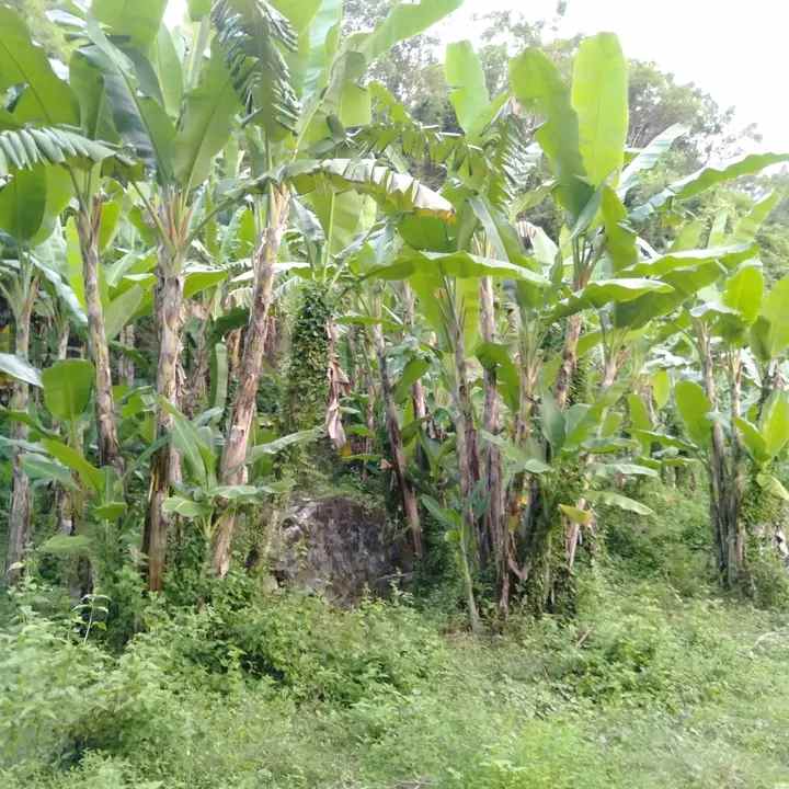 tanah pinggir jalan raya senggigi lombok ntb