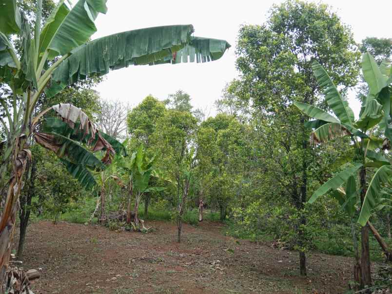 tanah produktif dawuan subang jawa barat