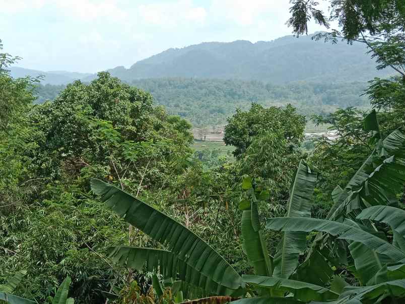 tanah produktif dawuan subang jawa barat