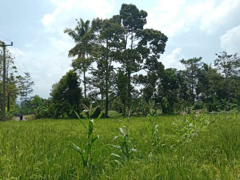 tanah produktif dawuan subang jawa barat