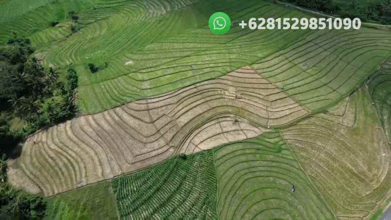 tanah sawah zona pink pariwisata di tabanan bali