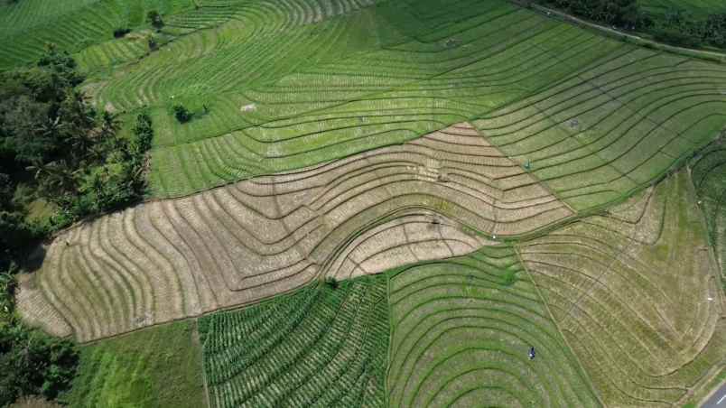 tanah sawah zona pink pariwisata di tabanan bali