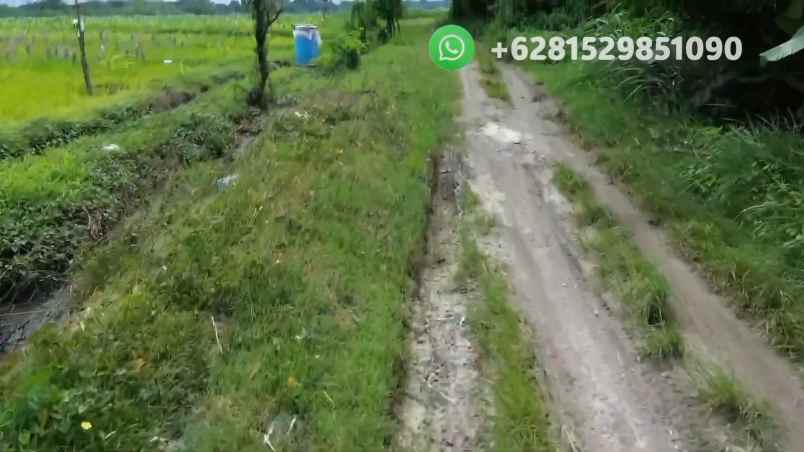 tanah sawah zona pink pariwisata di tabanan bali