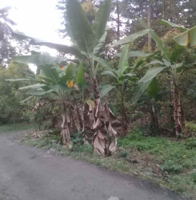 tanah sindangwangi majalengka jabar