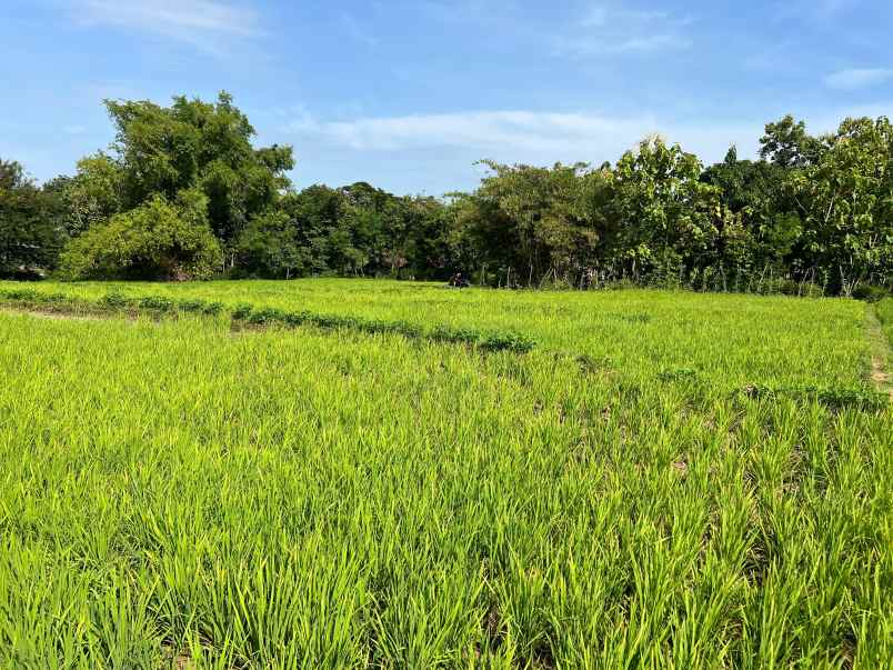 tanah subur 5360m view gunung lawu sragen