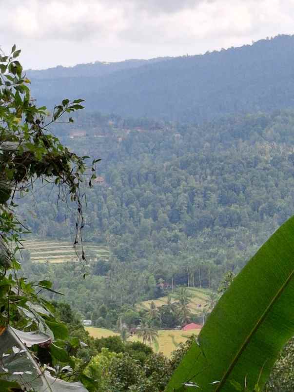 tanah view sawah dan gunung di munduk singaraja bali