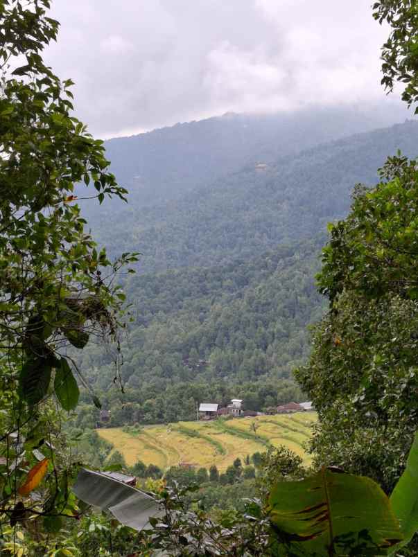 tanah view sawah dan gunung di munduk singaraja bali