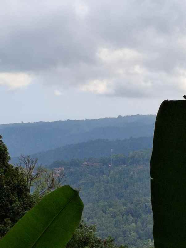 tanah view sawah dan gunung di munduk singaraja bali