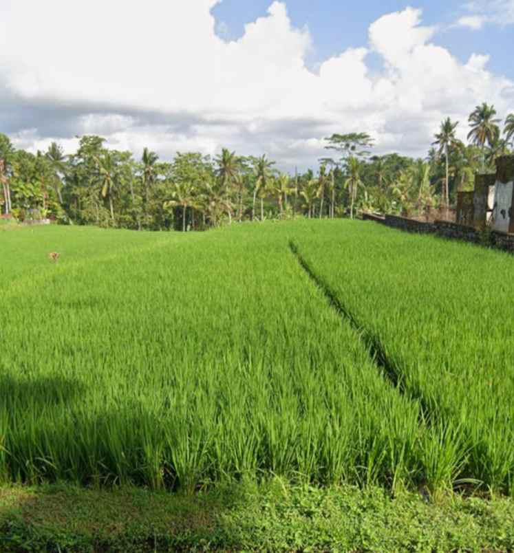 tanah view sawah dekat jalan tirta tawar ubud bali