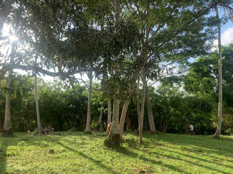 tanah view sungai dekat pantai balian bali