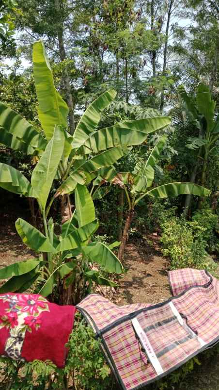 dijual cepat tanah murah 100m urgent bu