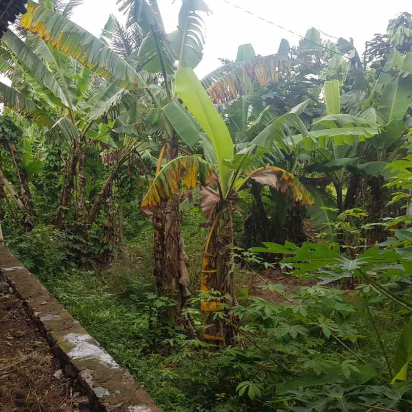 dijual cepat tanah murah 100m urgent bu