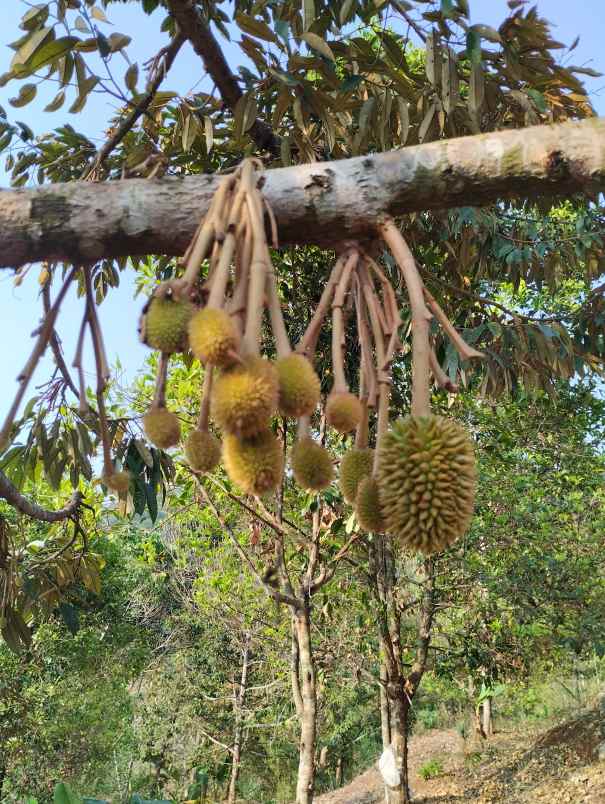 dijual kebun durian siap panen