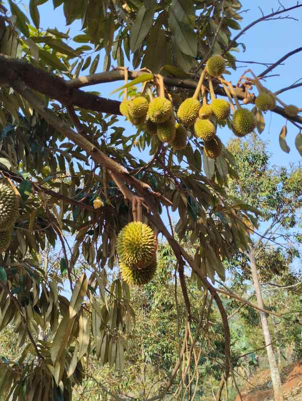 dijual kebun durian siap panen