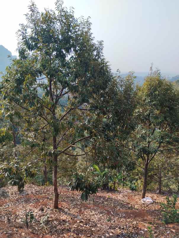 dijual kebun durian siap panen