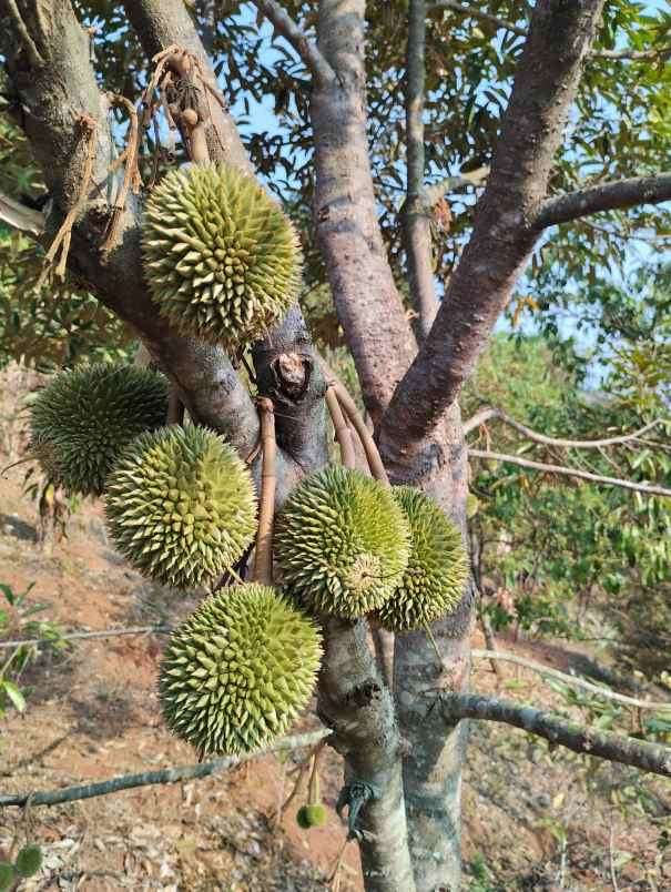 dijual kebun durian siap panen