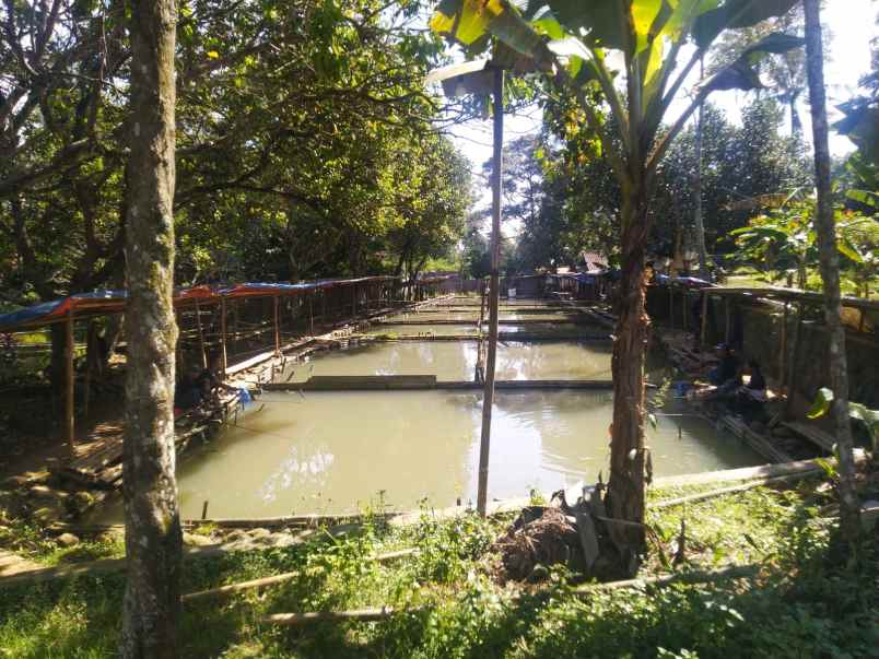 dijual tanah cijeruk bogor jawa barat