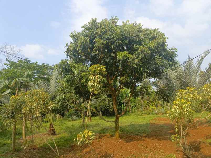 dijual tanah ciracas kiarapedes