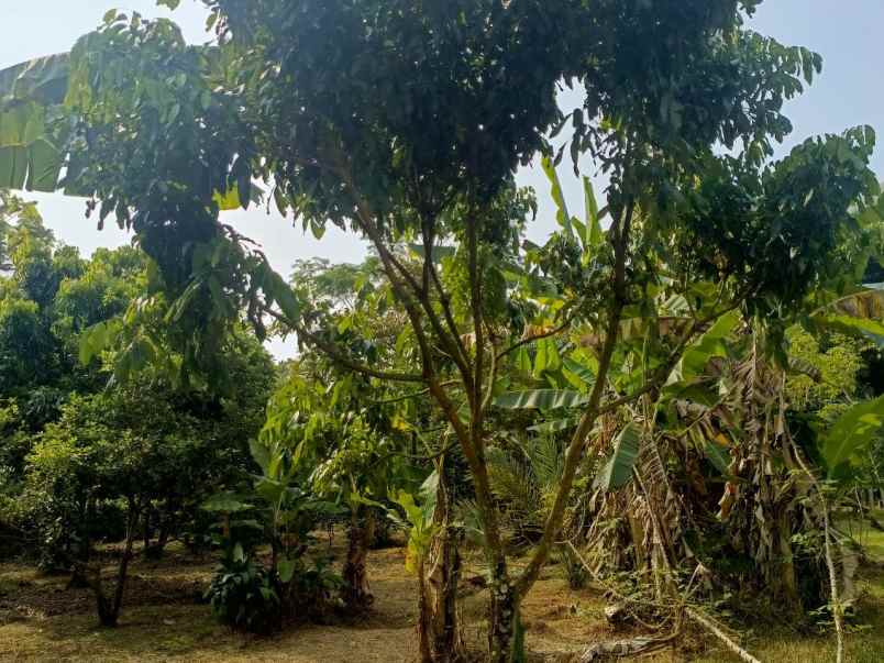 dijual tanah ciracas kiarapedes