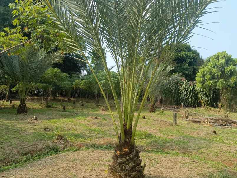 dijual tanah ciracas kiarapedes