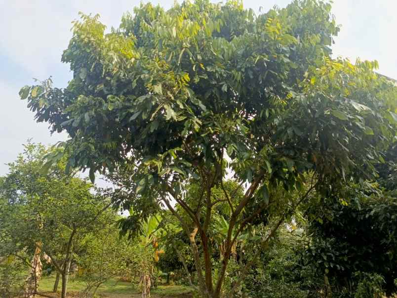 dijual tanah ciracas kiarapedes