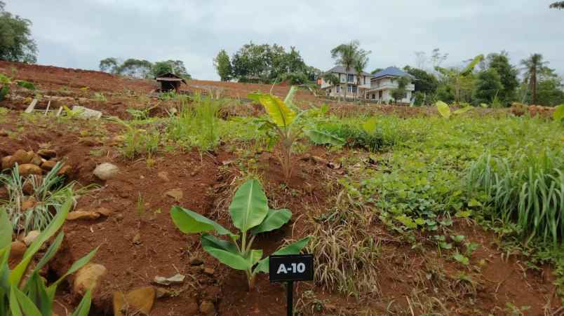 dijual tanah desa bantar kuning cariu bogor