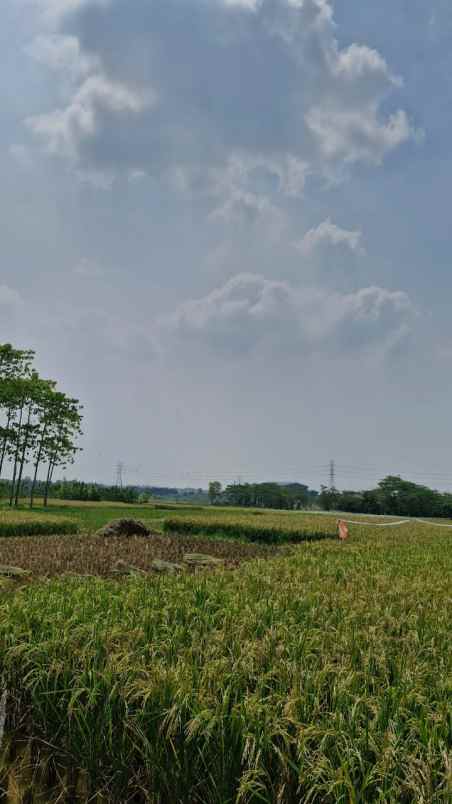 dijual tanah desa cilangkara rt 07 rw