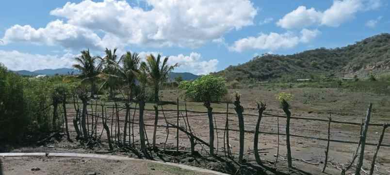 dijual tanah jalan lintas poto tano sumbawa