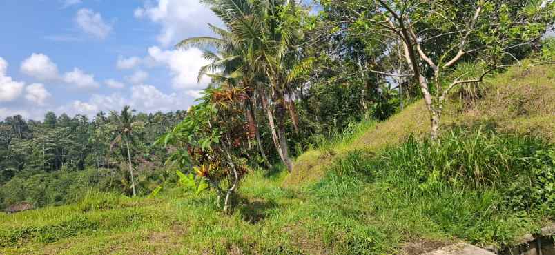 dijual tanah jatiluwih penebal tabanan bali