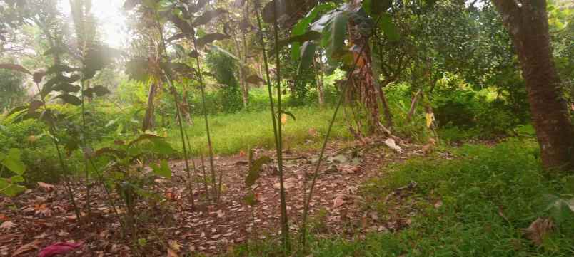 dijual tanah jl jampang