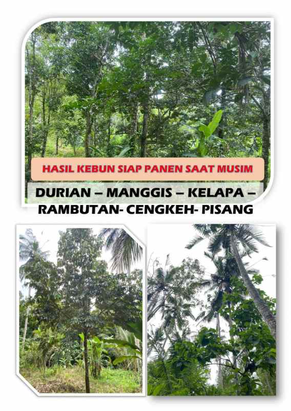 dijual tanah kebun dgn luas 14 000m