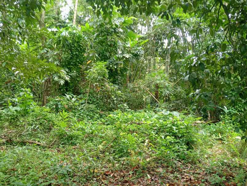 dijual tanah kebun los sungai murah tempat strategis