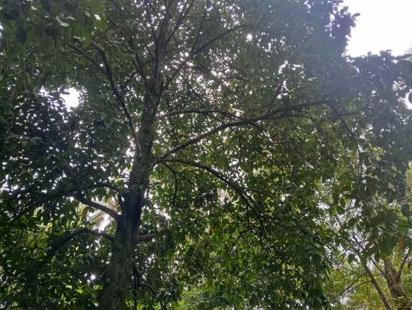 dijual tanah kebun los sungai murah tempat strategis