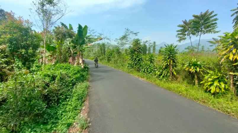 dijual tanah kebun teh pinggir jalan