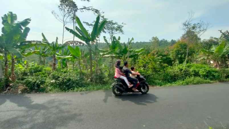 dijual tanah kebun teh pinggir jalan