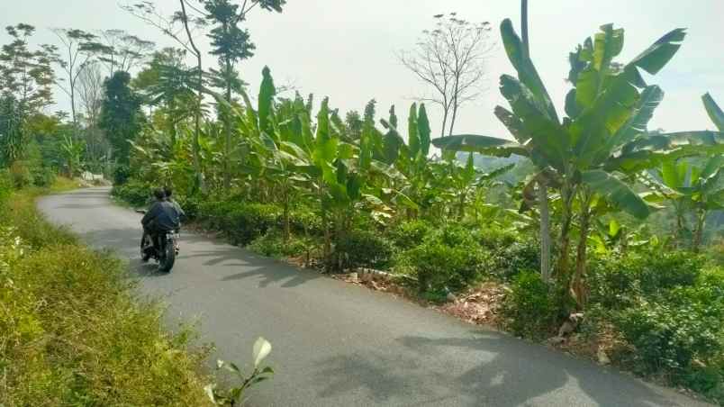 dijual tanah kebun teh pinggir jalan