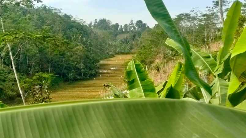 dijual tanah kebun teh pinggir jalan