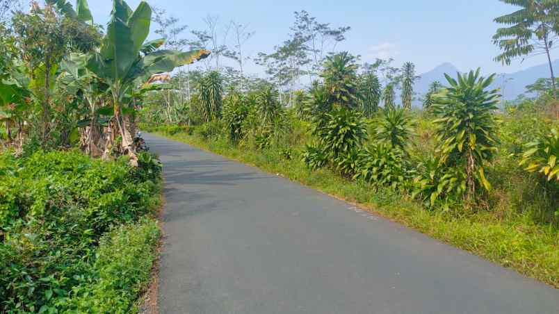 dijual tanah kebun teh pinggir jalan