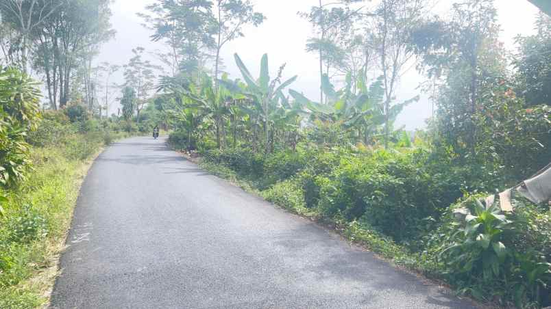 dijual tanah kebun teh pinggir jalan