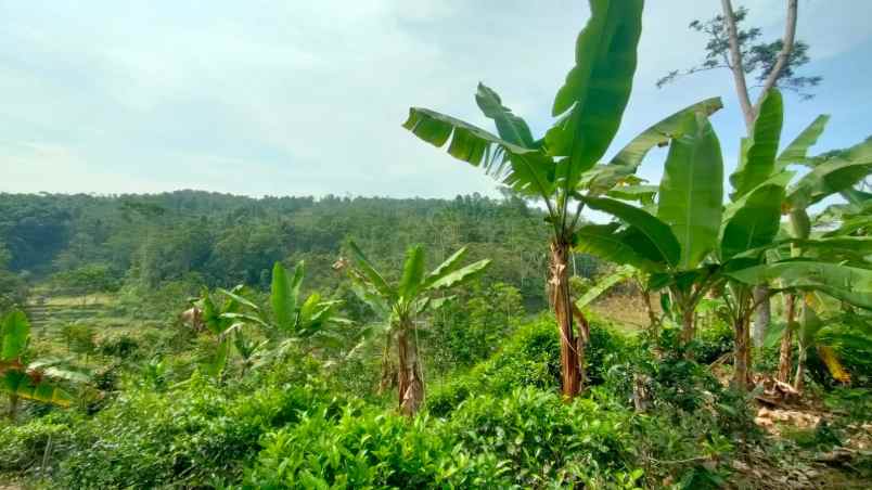 dijual tanah kebun teh pinggir jalan