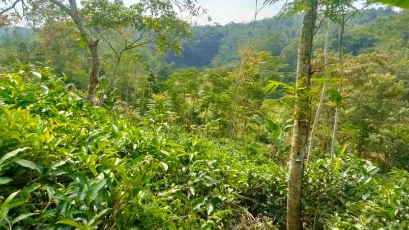 dijual tanah kebun teh pinggir jalan