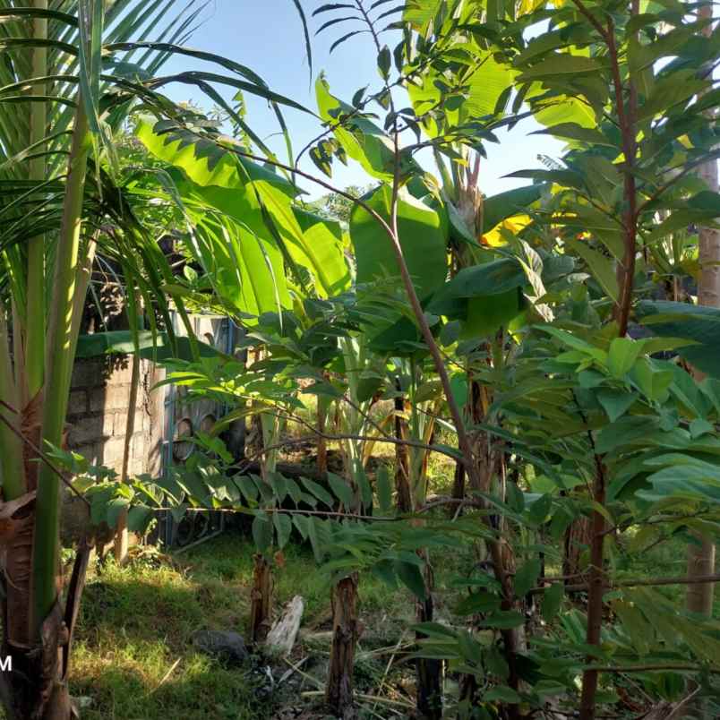 dijual tanah padangsambian klod
