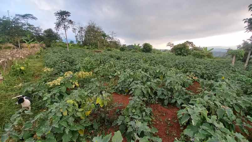 dijual tanah sumedang selatan