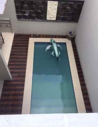 disewakan rumah graha raya bintaro