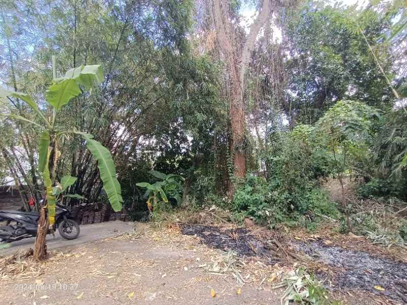 disewakan tanah muding kerobokan bali