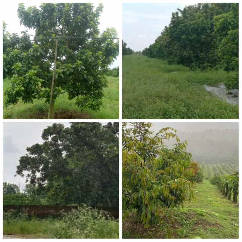 for sale kebun produktif daerah subang jawa barat