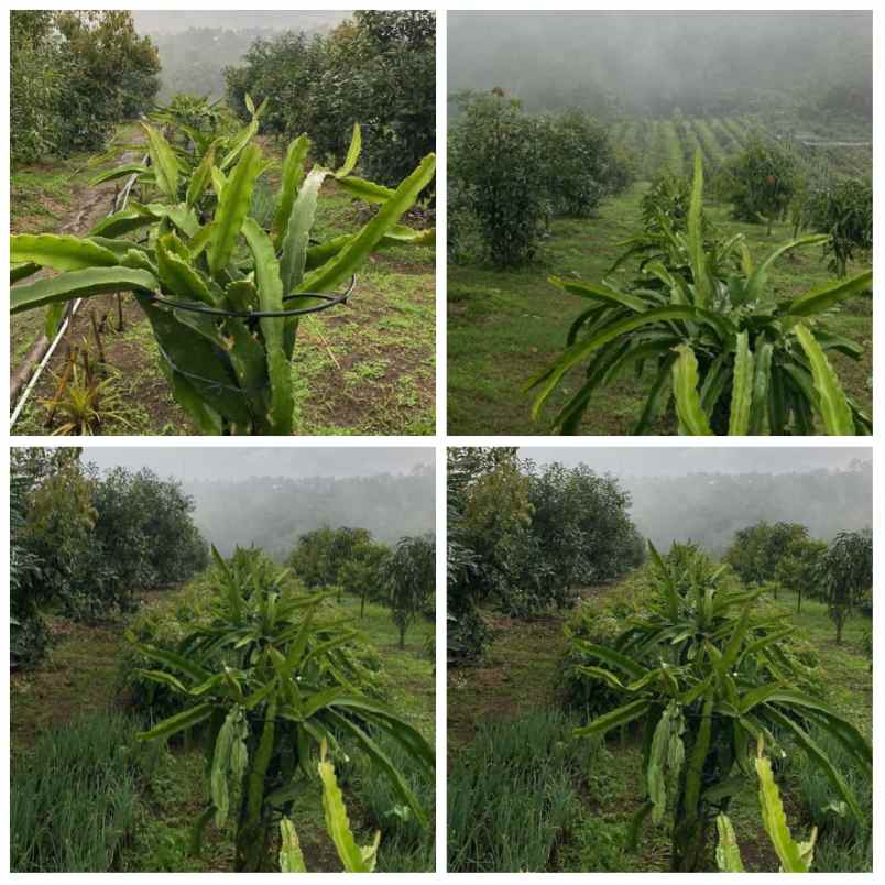 for sale kebun produktif daerah subang jawa barat