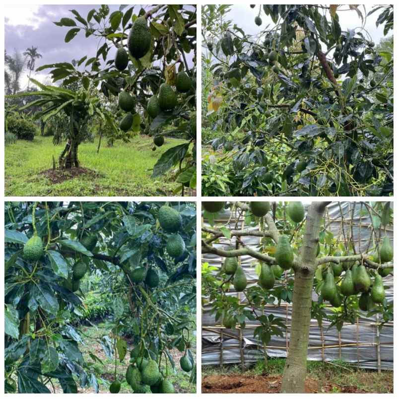 for sale kebun produktif daerah subang jawa barat